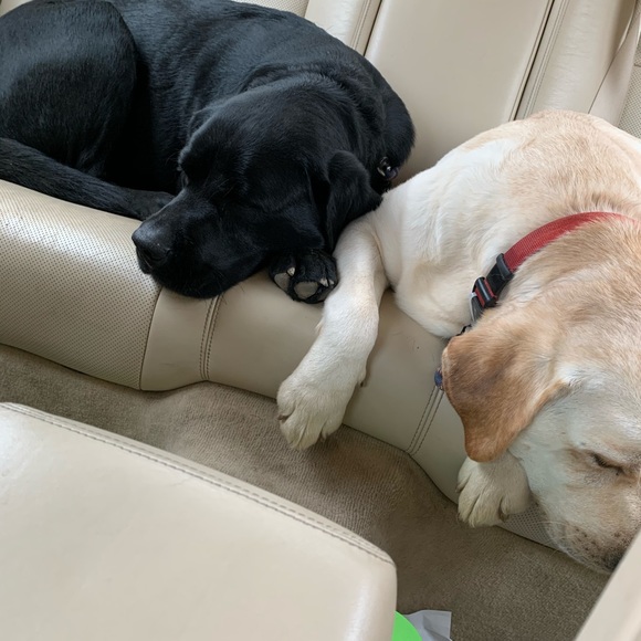 Meet your Posher, Lauren - Picture 10 of 11